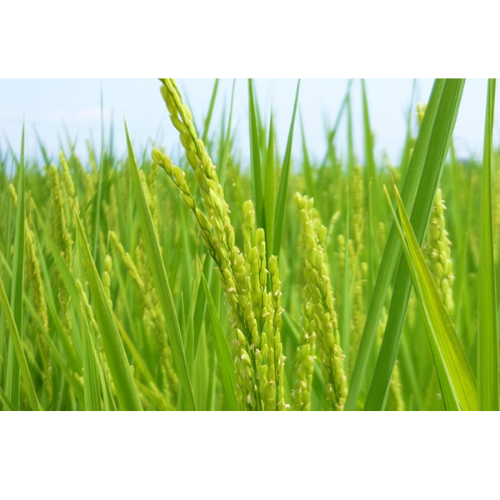 令和7年度産特別栽培米　ササニシキ（米沢産／5kg）の商品画像