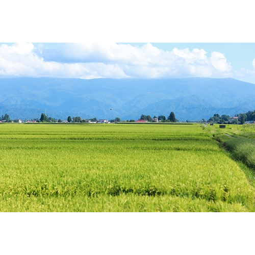 令和7年度産特別栽培米　ササニシキ（米沢産／5kg）の商品画像